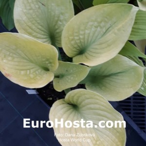 Hosta World Cup