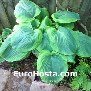 hosta Wu Hoo