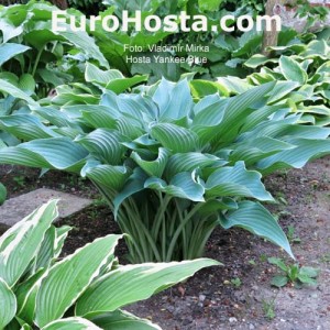 Hosta Yankee Blue