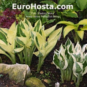 Hosta Yellow Polka Dot Bikiny - Eurohosta