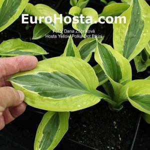 Hosta Yellow Polka Dot Bikiny - Eurohosta