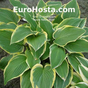 Hosta Yellow River - Eurohosta