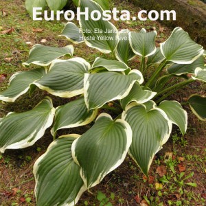 Hosta Yellow River - Eurohosta