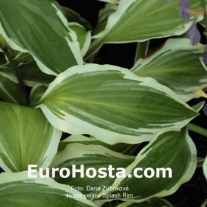 Hosta Yellow Splash Rim - Eurohosta