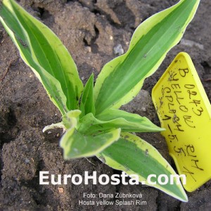 Hosta Yellow Splash Rim - Eurohosta