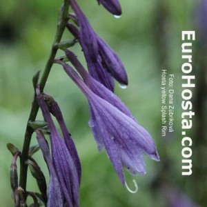 Hosta Yellow Splash Rim - Eurohosta