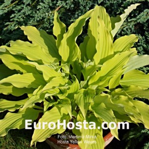 Hosta Yellow Waves