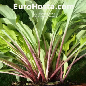 Hosta Yellow Waves