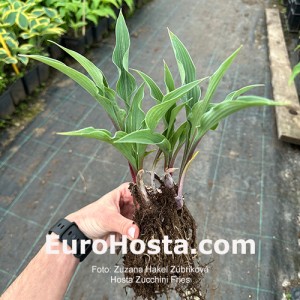 Hosta Zucchini Fries