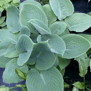 Hosta Paradise Blue Sky