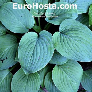 Hosta Blue Perfection