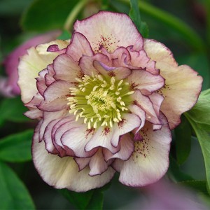 Helleborus Double Ellen Picotee Shades