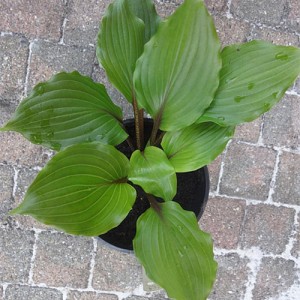 Hosta Holar Red Spear