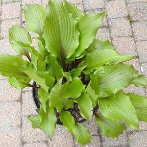 Hosta Holar Sunset Cobra