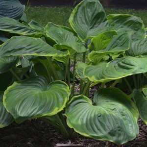 Hosta Ufo | EUROHOSTA