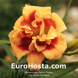 Hemerocallis Penny Pinsley