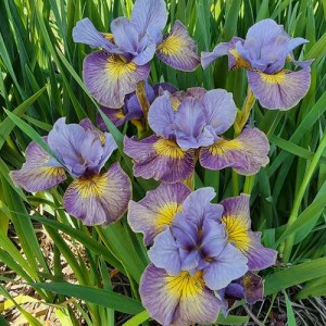 iris Sun Comes Up