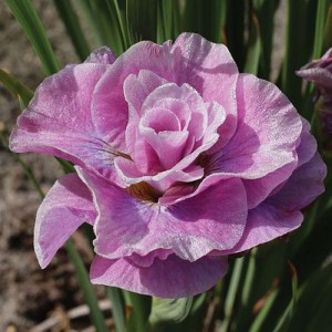 Iris Sibirica Pink Parfait