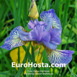 Iris Banish Misfortune