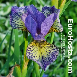 Iris Banish Misfortune