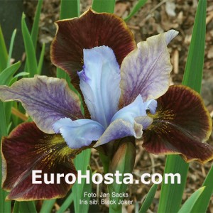 Iris Peacock Butterfly Black Joker