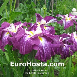 iris Ensata Persephone