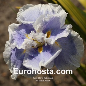 iris Ensata Wave Action