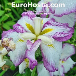 iris Stipples Ripples