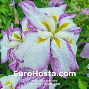 iris Stipples Ripples