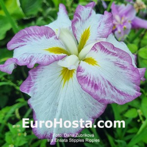 iris Stipples Ripples