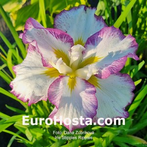 iris Stipples Ripples