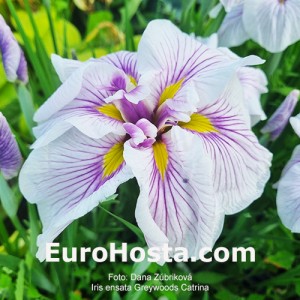 Iris Greywoods Catrina