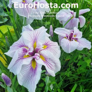 Iris Greywoods Catrina