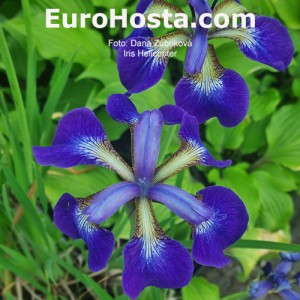 Iris sibirica Helicopter