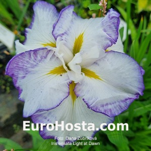 Iris Light at Dawn