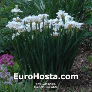 Iris sibirica Not Quite White