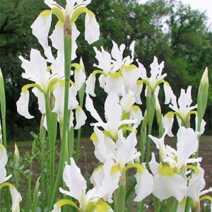 Iris Snow Queen