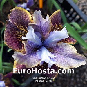 Iris Peacock Butterfly Black Joker