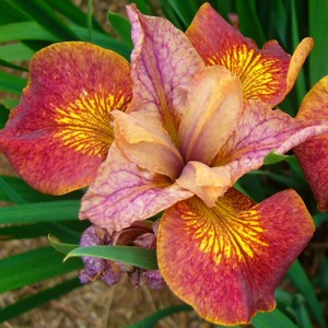 iris Peacock Butterfly Paprikash