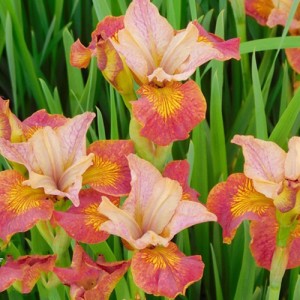 iris Peacock Butterfly Paprikash