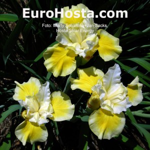 Iris Peacock Butterfly Solar Energy