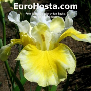 Iris Peacock Butterfly Solar Energy