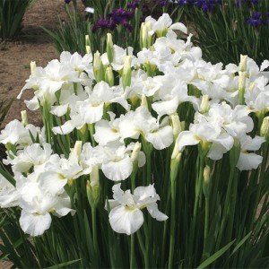 Iris Swans In Flight