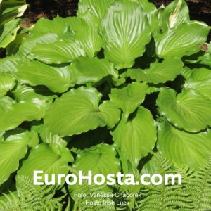 Hosta Irish Luck - Eurohosta