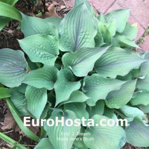 Hosta Jane's Blush