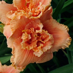 Hemerocallis Jerry Pate Williams