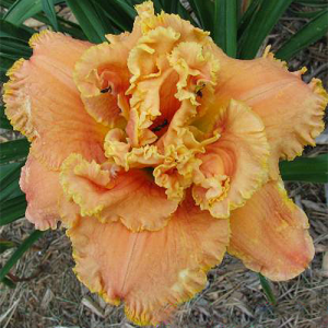 Hemerocallis Jerry Pate Williams