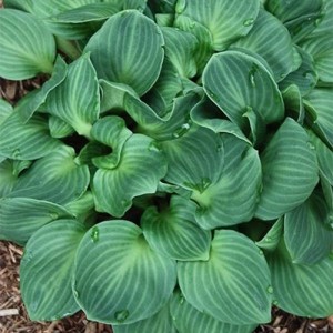 Hosta You're So Vein