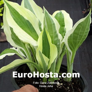 Hosta Juha