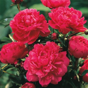 Paeonia Pivónia Kansas
